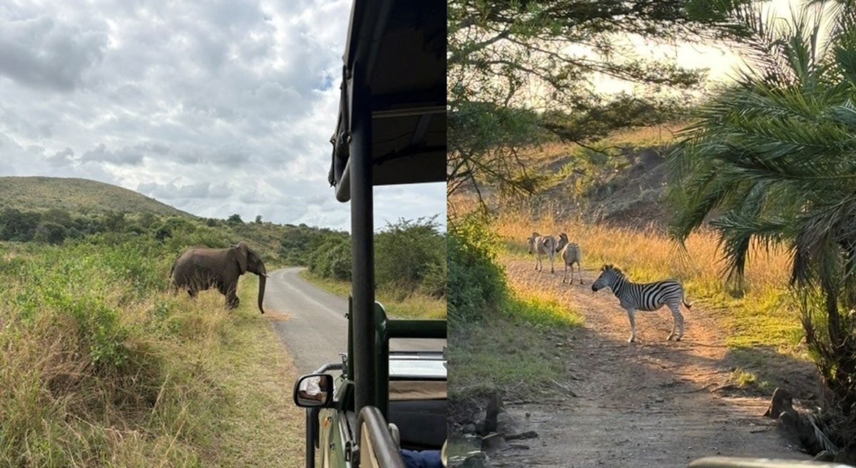 An elephant and a zebra 