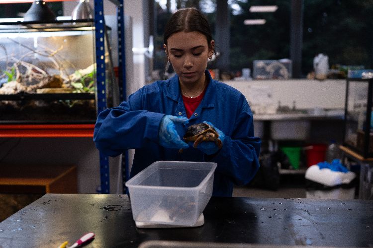 Weighing the turtles 