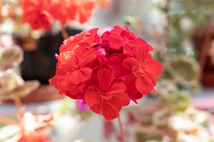 Horticulture Subject Areas SERC